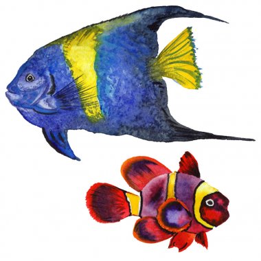 Sulu Boya su sualtı renkli tropikal balık seti. Kızıldeniz ve egzotik balık içinde.