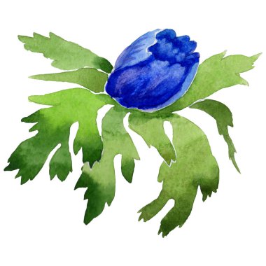 Kır çiçeği anemon çiçeği izole bir suluboya tarzında.