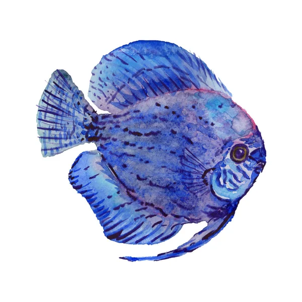 Sada akvarel vodní podvodní barevné tropické ryby. Rudé moře a exotické ryby uvnitř. — Stock fotografie