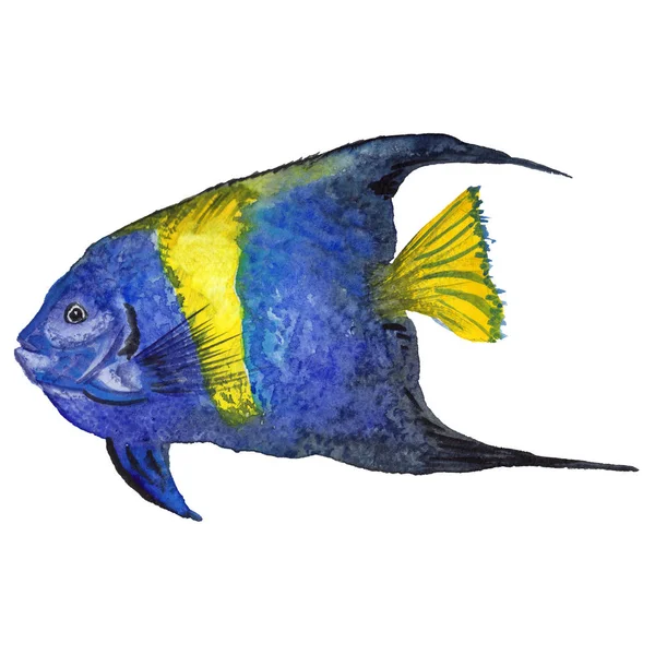 Akvarell vízi víz alatti színes trópusi hal meg. Vörös-tenger és egzotikus halak belül. — Stock Fotó