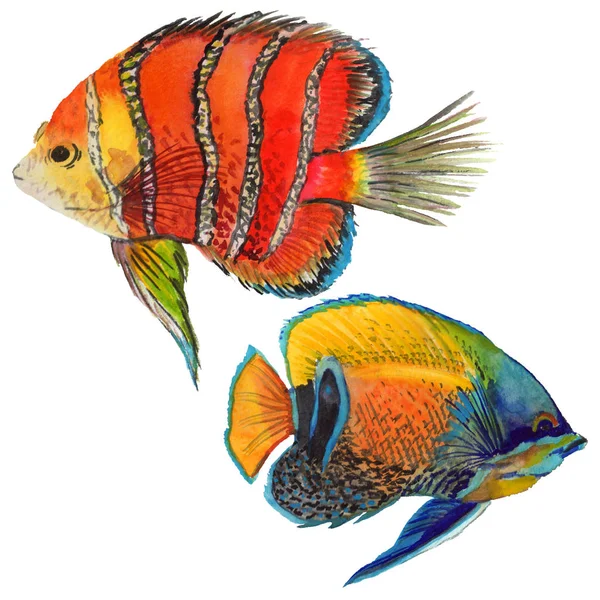 Watercolor aquatic underwater colorful tropical fish set. Red sea and exotic fishes inside. — Stock Photo, Image