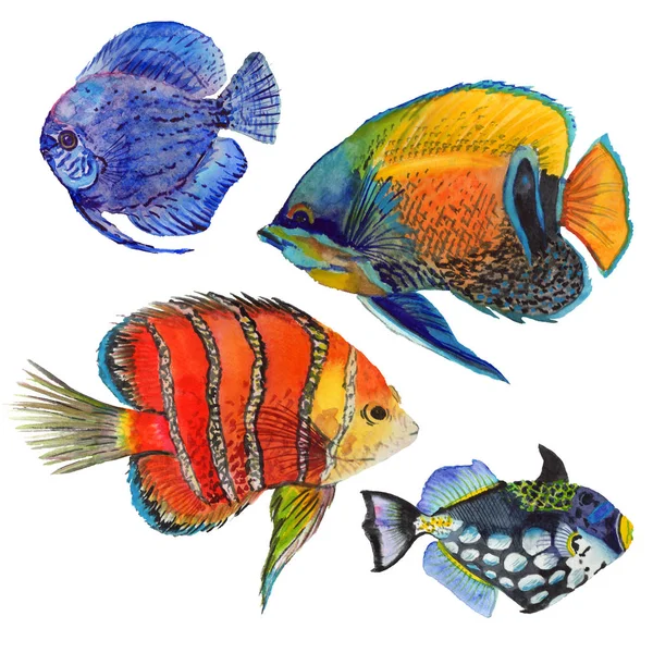 Acuarela acuática subacuática colorido conjunto de peces tropicales. Mar Rojo y peces exóticos en el interior . —  Fotos de Stock