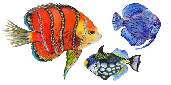Aquarelle aquatique sous-marin coloré ensemble de poissons tropicaux. Mer Rouge et poissons exotiques à l'intérieur . — Photo