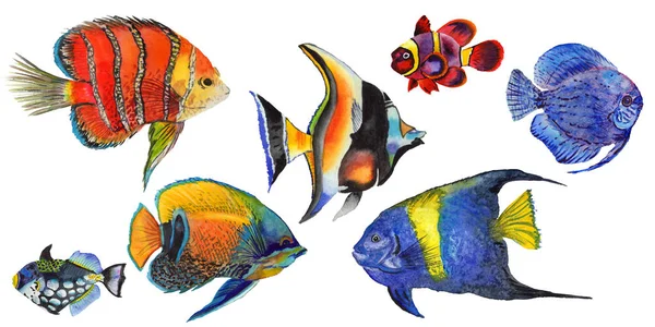 Акварельные акварельные подводные красочные тропические рыбы набор. Красное море и экзотические рыбы внутри . — стоковое фото