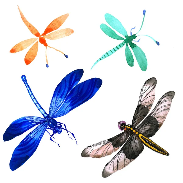 Insect dragonfly instellen in een aquarel stijl geïsoleerd. — Stockfoto