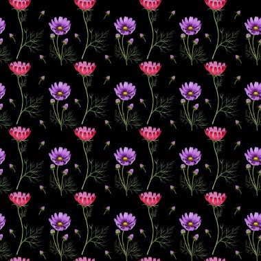 Kır çiçeği kosmeya çiçek deseni izole bir suluboya tarzında.