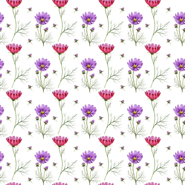 Fleur sauvage motif de fleurs kosmeya dans un style aquarelle isolé . — Photo