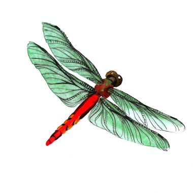 İzole bir suluboya tarzında böcek yusufçuk.