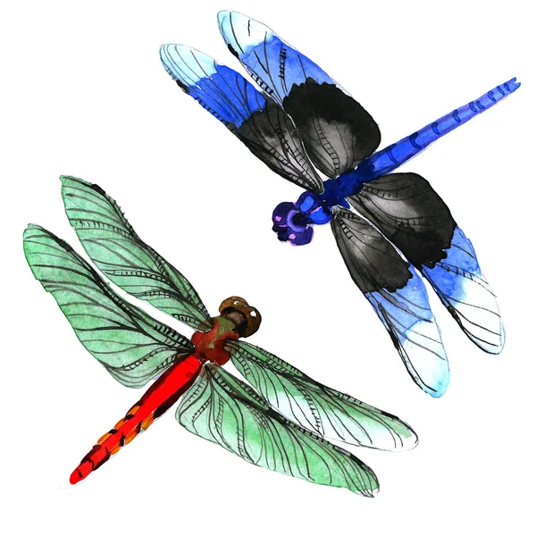 Insect dragonfly set in a watercolor style isolated. — Stock Photo, Image