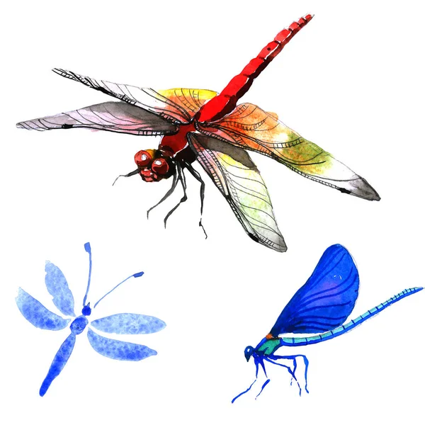 Hmyzu dragonfly v stylu akvarelu, samostatný. — Stock fotografie