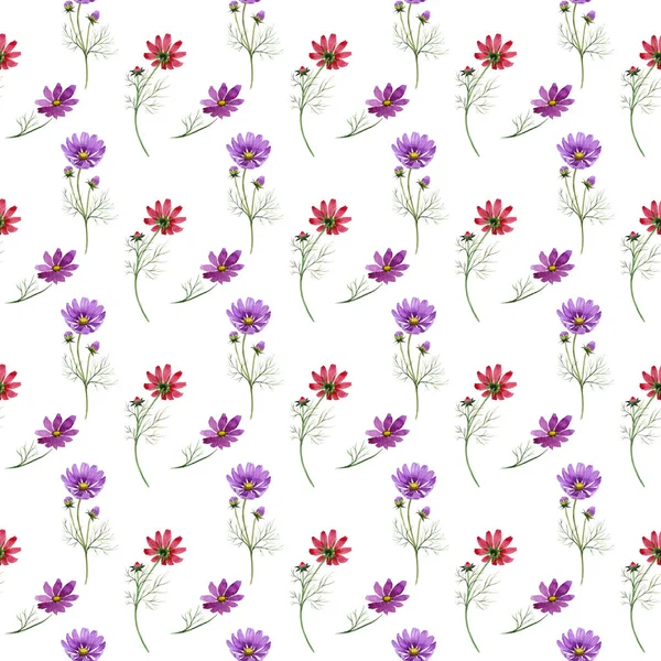 Fleur sauvage motif de fleurs kosmeya dans un style aquarelle isolé . — Photo