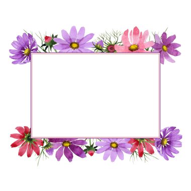 Kır çiçeği kosmeya çiçek çerçeve izole bir suluboya tarzında.