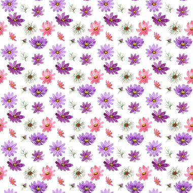 Kır çiçeği kosmeya çiçek deseni izole bir suluboya tarzında.