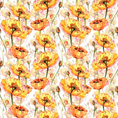 Kır çiçeği haşhaş çiçek deseni izole bir suluboya tarzında.