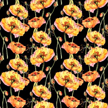 Kır çiçeği haşhaş çiçek deseni izole bir suluboya tarzında.