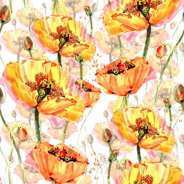 Modèle de fleur de pavot de fleur sauvage dans un style aquarelle isolé . — Photo
