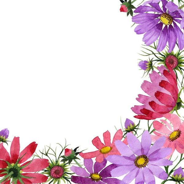 Wildflower kosmeya kwiat rama w stylu przypominającym akwarele na białym tle. — Zdjęcie stockowe