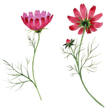 Kır çiçeği kosmeya çiçek izole bir suluboya tarzında.