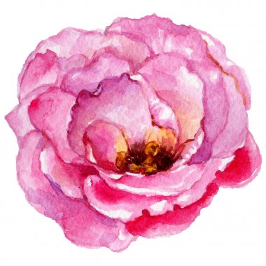 Kır çiçeği gül çiçek izole bir suluboya tarzında.