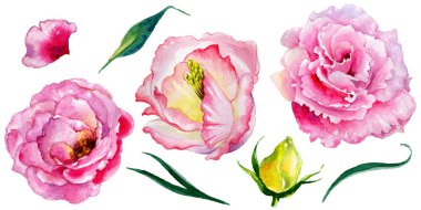 Kır çiçeği gül çiçek izole bir suluboya tarzında.