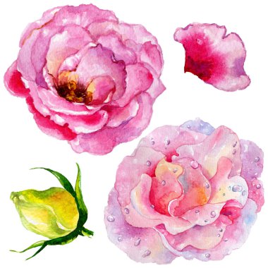 Kır çiçeği gül çiçek izole bir suluboya tarzında.