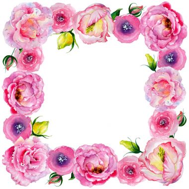 Kır çiçeği gül çiçek bir suluboya stil çerçevesi içinde.