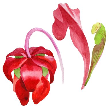 Kır çiçeği Sarracenia çiçek izole bir suluboya tarzında.