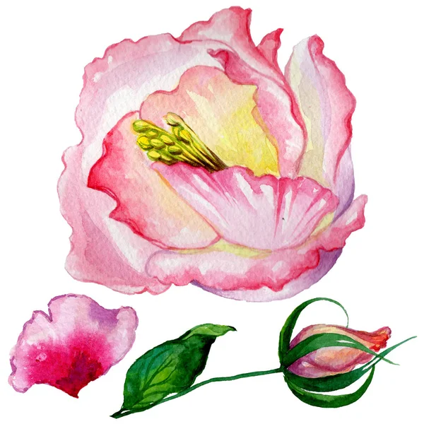 Wildflower róży kwiat w stylu przypominającym akwarele na białym tle. — Zdjęcie stockowe