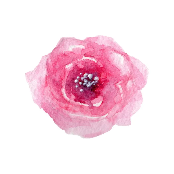 Wildflower rose flower in a watercolor style isolated. — Stock Photo, Image