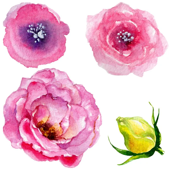 Wildflower roze bloem in een aquarel stijl geïsoleerd. — Stockfoto