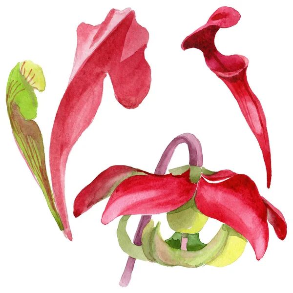 Fiore selvatico Sarracenia fiore in stile acquerello isolato . — Foto Stock