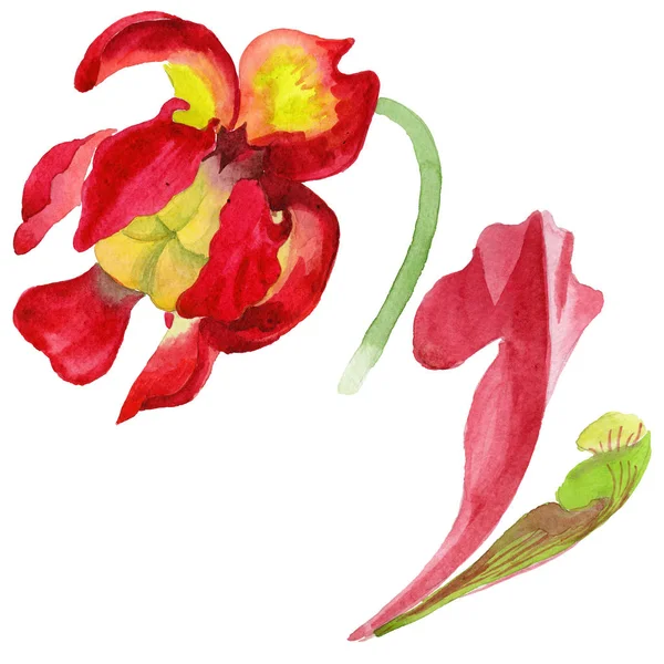 Wildflower Sarracenia flower in a watercolor style isolated. — Stock Photo, Image