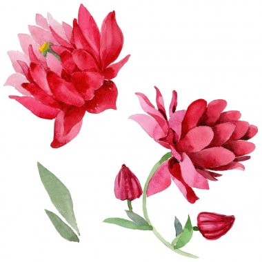 Kır çiçeği aquilegia çiçek izole bir suluboya tarzında