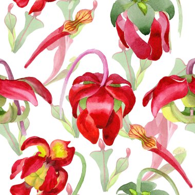 Kır çiçeği Sarracenia çiçek bir suluboya tarzı desen.