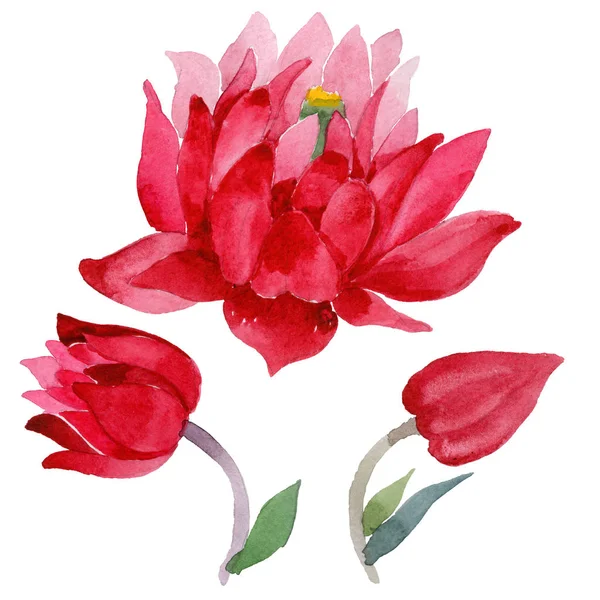 Kır çiçeği aquilegia çiçek izole bir suluboya tarzında