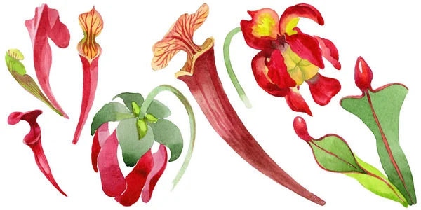 수채화 스타일 절연 야생화 sarracenia의 꽃. — 스톡 사진