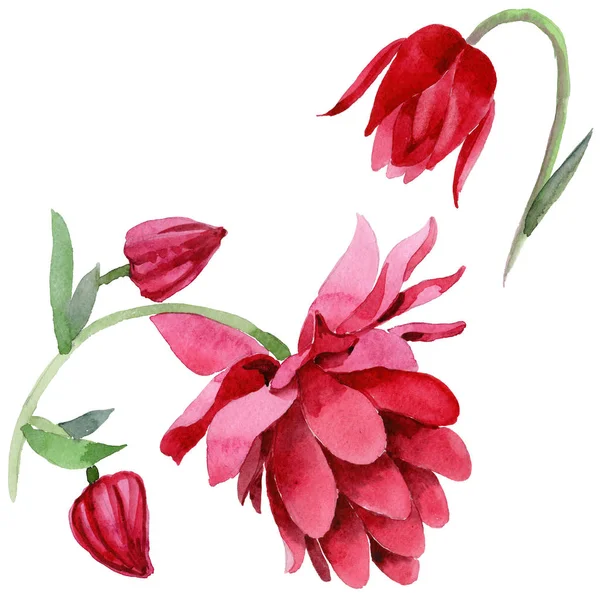 Wildflower aquilegia bloem in een aquarel stijl geïsoleerd — Stockfoto
