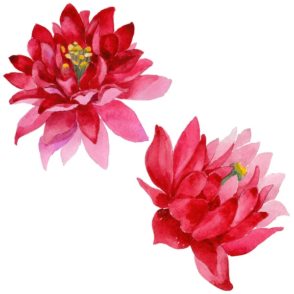 Квітка дикої квітки акваріума в акварельному стилі ізольована — стокове фото
