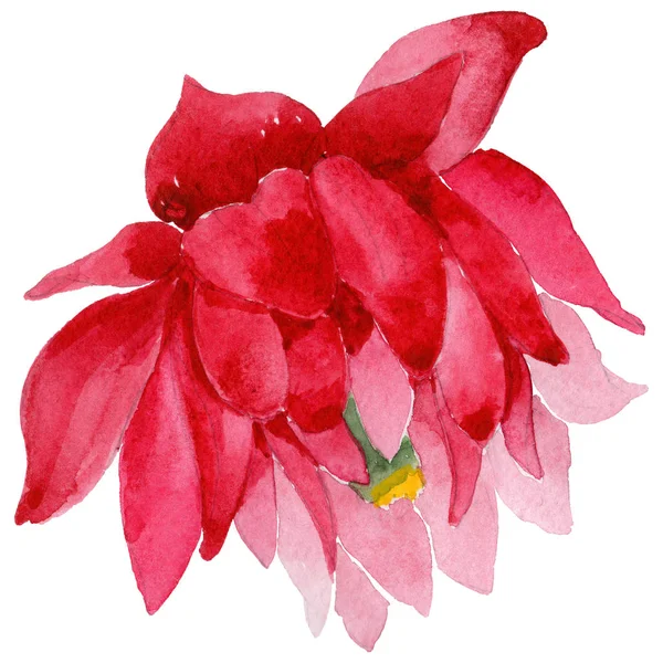 Fiore aquilegia fiore in stile acquerello isolato — Foto Stock