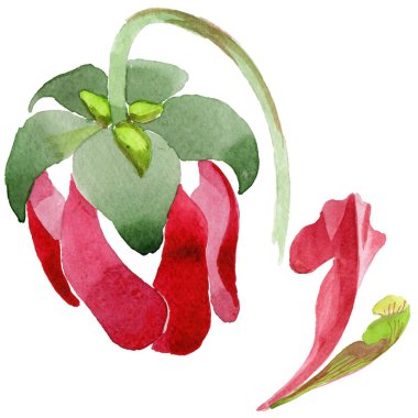 Kır çiçeği Sarracenia çiçek izole bir suluboya tarzında.