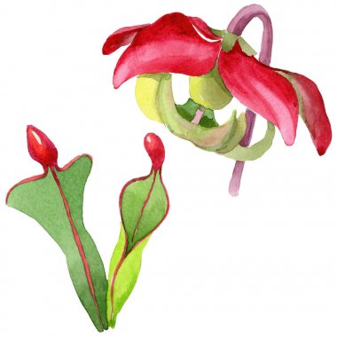 Kır çiçeği Sarracenia çiçek izole bir suluboya tarzında.