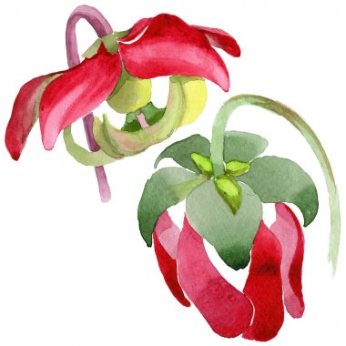 Kır çiçeği Sarracenia çiçek izole bir suluboya tarzında.