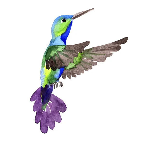 Sky bird colibri in a wildlife by watercolor style isolated. — Stock Photo, Image