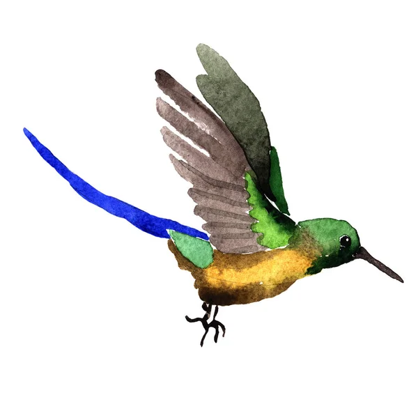 Ουρανό πουλί colibri σε μια άγρια από στυλ υδροχρώματος απομονωμένες. — Φωτογραφία Αρχείου
