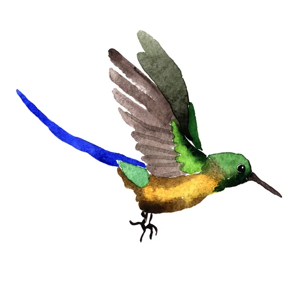 Sky bird colibri in a wildlife by watercolor style isolated. — Stock Photo, Image