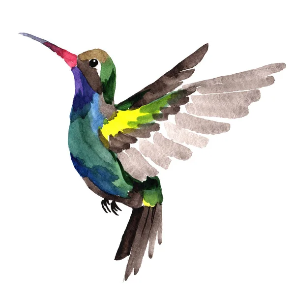 Sky bird colibri in a wildlife by watercolor style isolated. — Stock Photo, Image