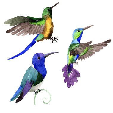 Gökyüzü kuş colibri bir yaban hayatı suluboya tarzı desen içinde.