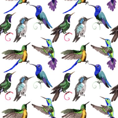 Gökyüzü kuş colibri bir yaban hayatı suluboya tarzı desen içinde.