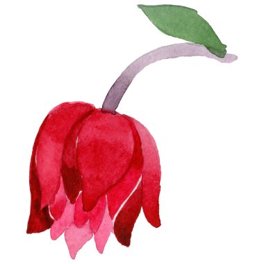 Kır çiçeği aquilegia çiçek izole bir suluboya tarzında