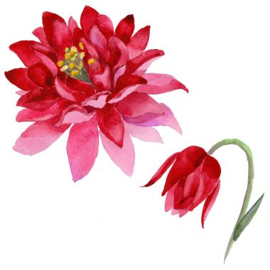 Kır çiçeği aquilegia çiçek izole bir suluboya tarzında